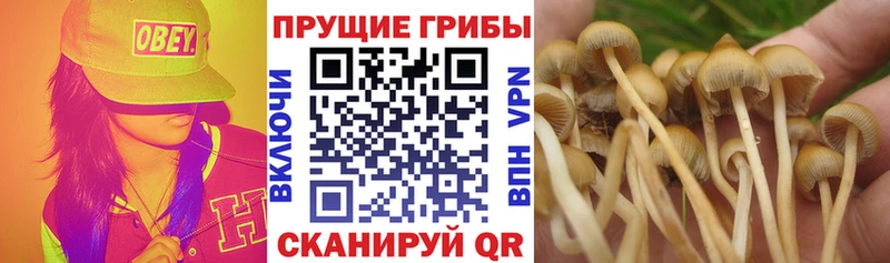 Псилоцибиновые грибы Psilocybine cubensis  Дубна 